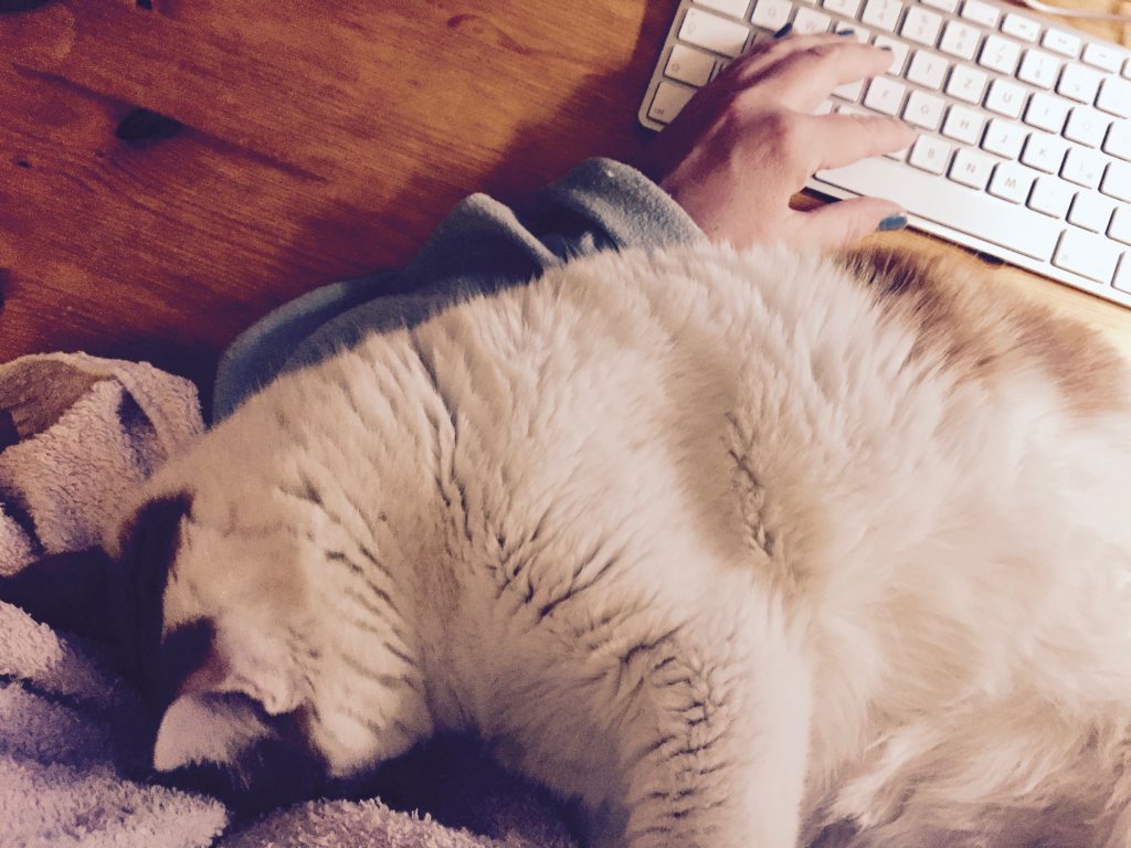 Morgenkater | schokotexte.de